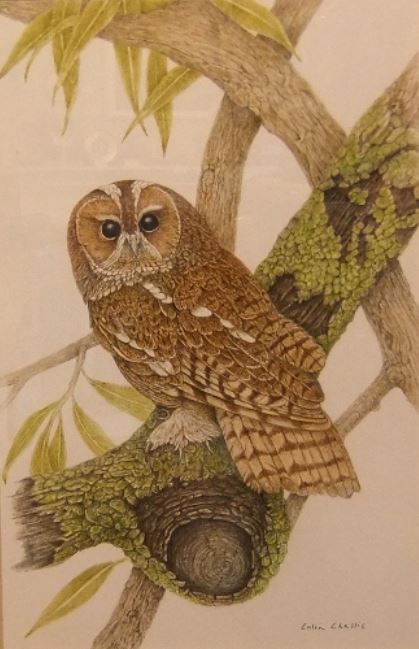 Tawny Owl