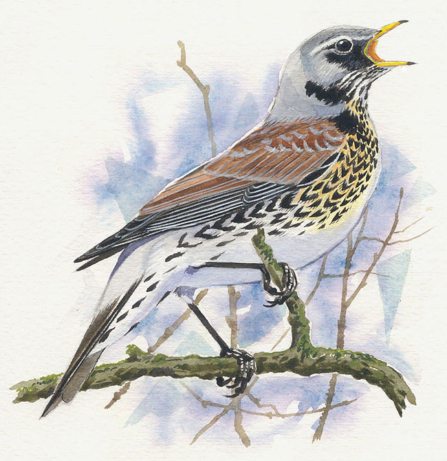 Fieldfare