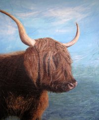 Highland Cattle