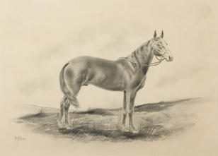 Study of a Horse