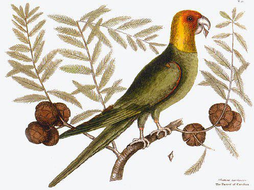 Carolina Parakeets: Conuropsis carolinensis