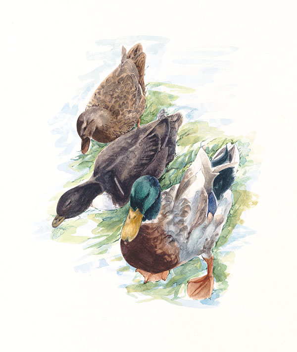 Foraging Ducks