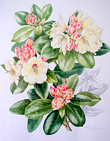 Rhododendron