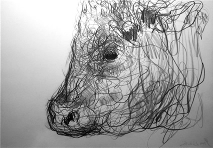 Study of a Bullock's Head