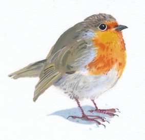 Robin