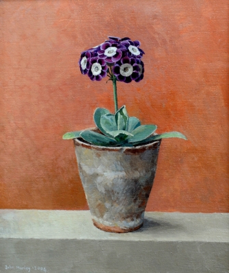 Auricula in a Flowerpot