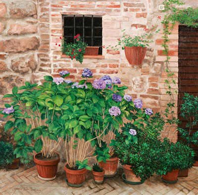 Hydrangeas in Pienza