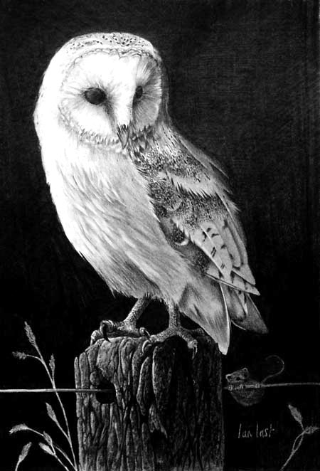 Barn Owl