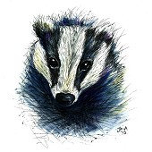 Badger