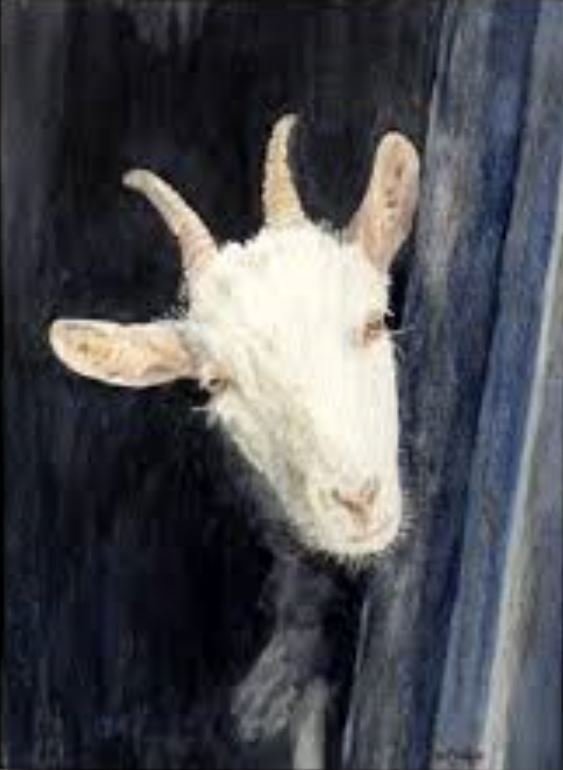 An Inquisitive Goat