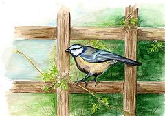 Blue Tit