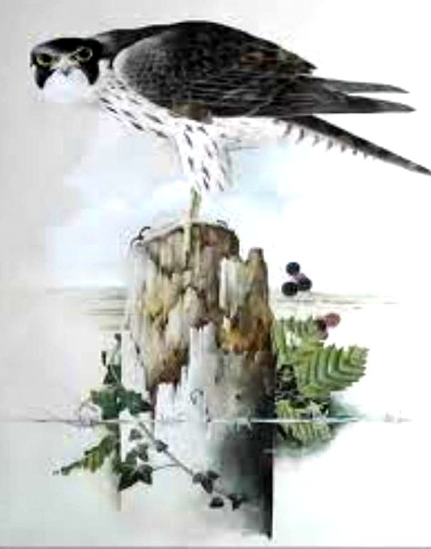 Peregrine Falcon