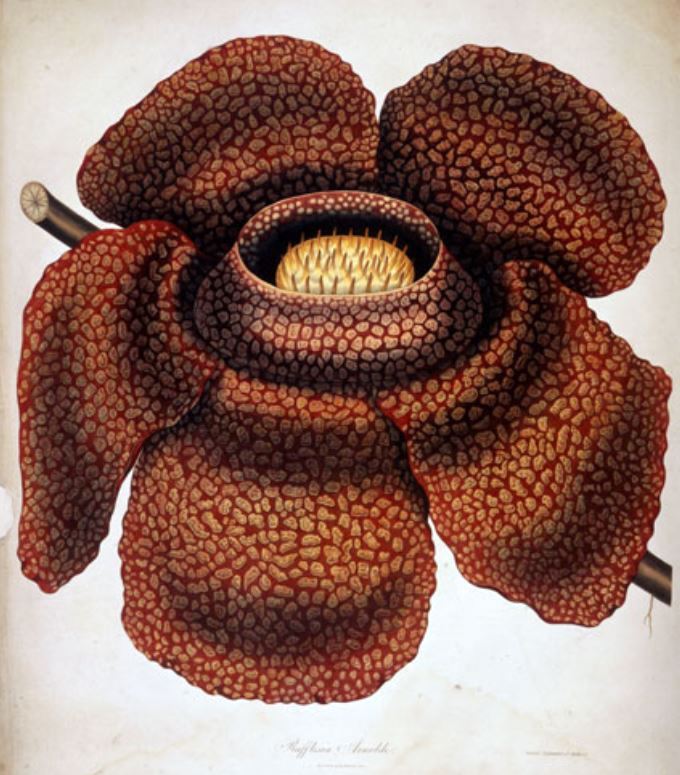 Rafflesia Arnoldii