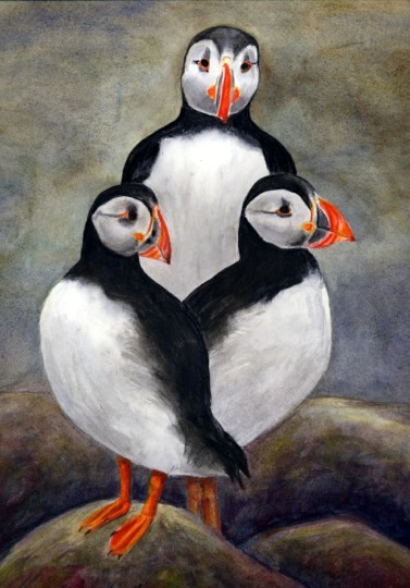 Puffins