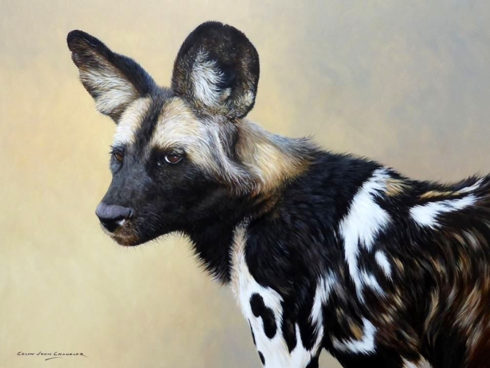 African Wild Dog