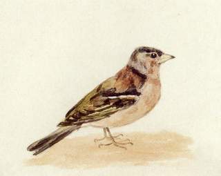 Chaffinch