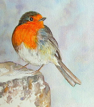 Mr Robin