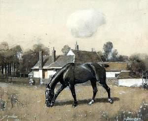 Horse Grazing in a Field