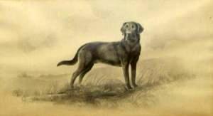 Labrador