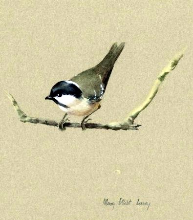 Willow Tit on a Branch