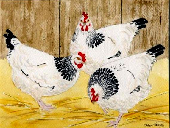 Chickens