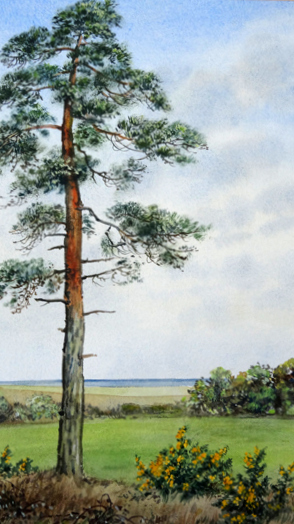 Scots Pine, Reydon