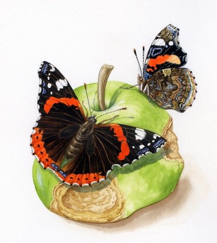 Red Admiral Butterfly