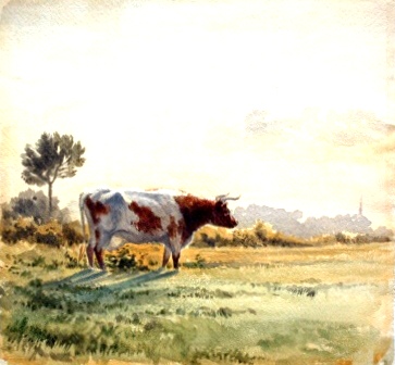 Cow in a Field, Peckham