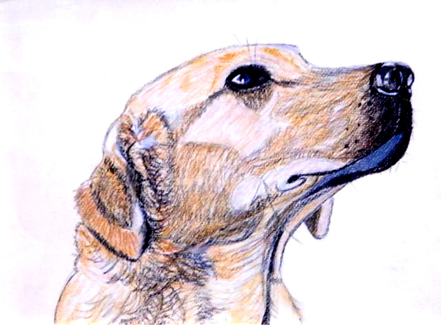 Yellow Labrador