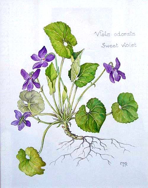 Viola Odorata