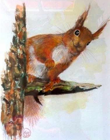 Red Squirrel in Pine Tree