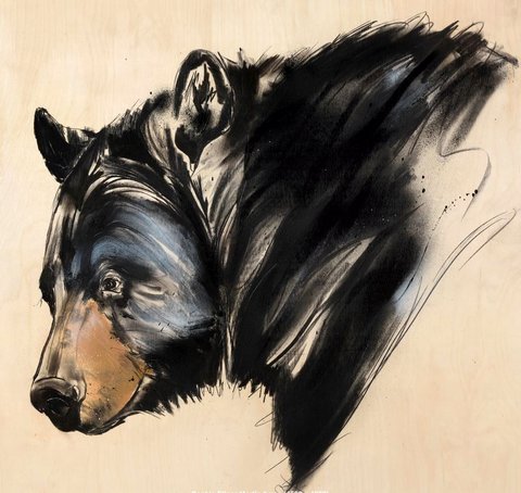 Black Bear