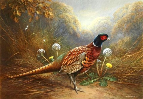 Cock Pheasant