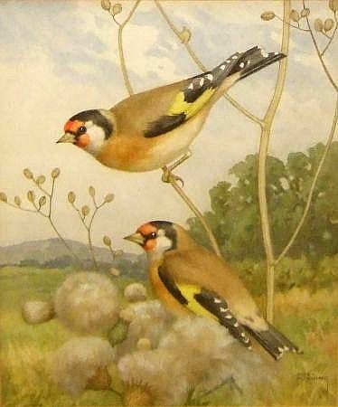 Goldfinches on Thistles