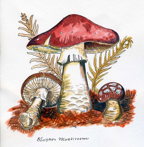 Blusher Mushroom