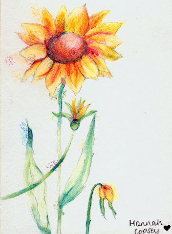Autumn Flowers