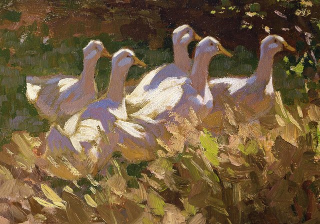 Geese in a Field