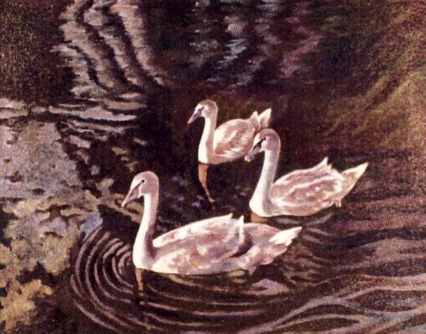 Sudbury Swans