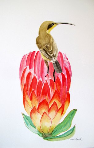 Sugar Bird on a Protea