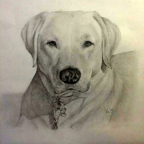 Labrador