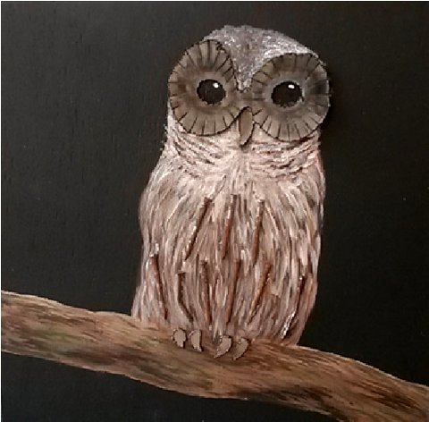 Owl on Branch