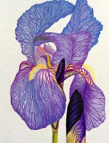 Iris - Benton Blue John