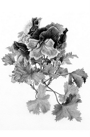 Pelargonium 'Vicky Claire'