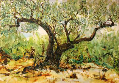 Ancient Olive Torn by Time