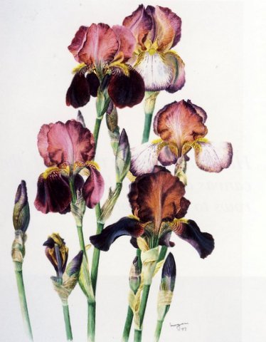 Species Iris