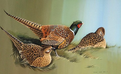 Pheasants