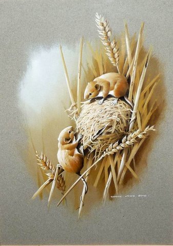 Pair of Harvest Mice