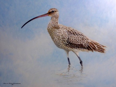 Curlew