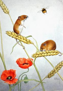 Field Mice