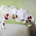 Phalaenopsis